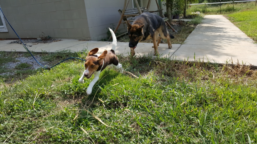 Picture of Dog Chasing Dog