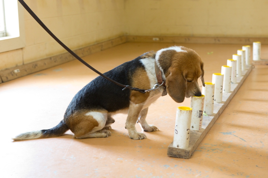 Picture of Dog Sniffing