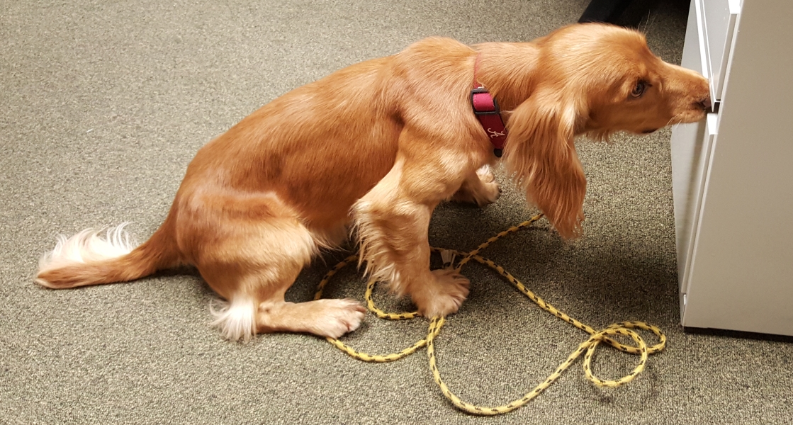 Picture of Dog Sniffing File Cabinet